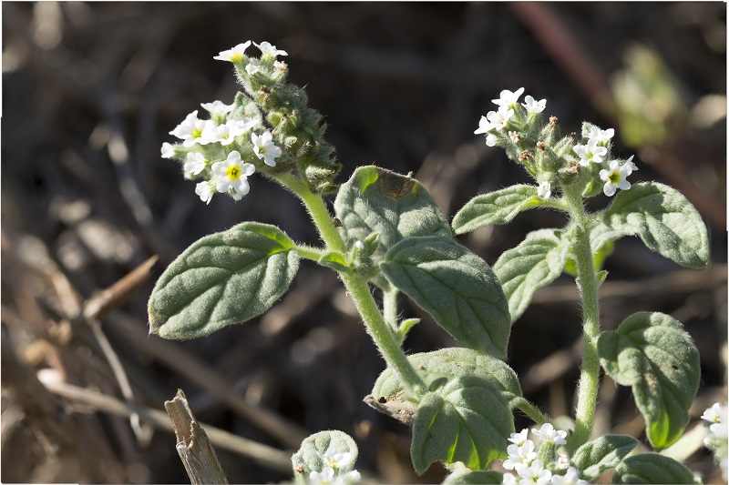 Heliotropium europaeum / Eliotropio selvatico